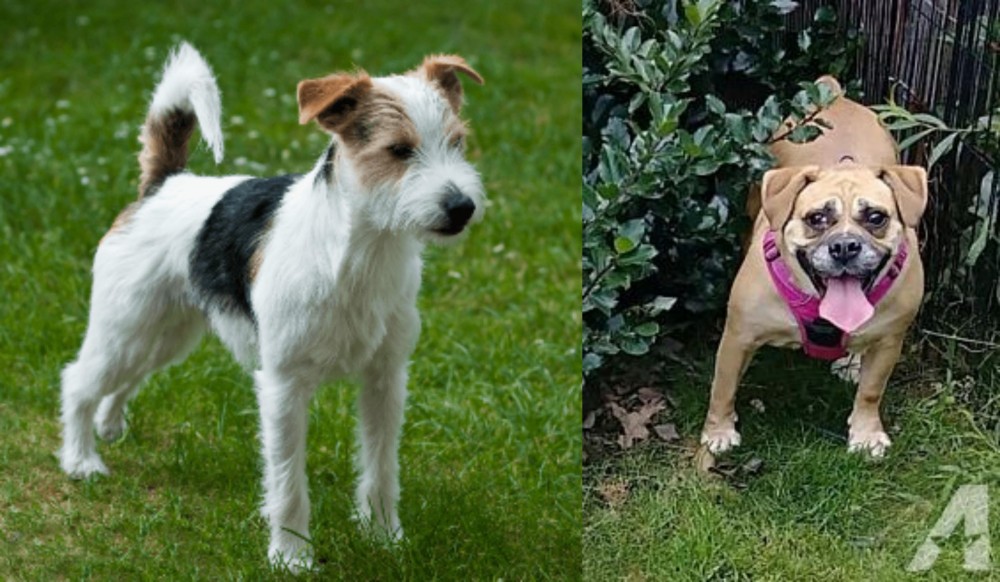 Beabull vs Parson Russell Terrier - Breed Comparison