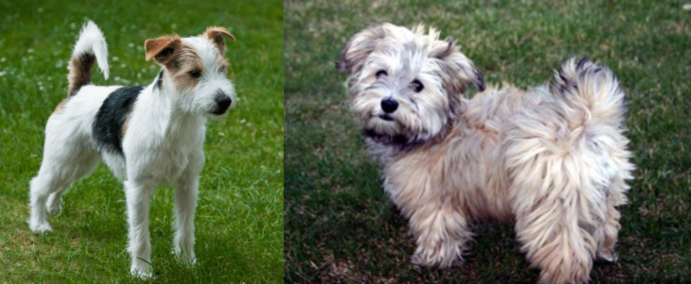 Havapoo vs Parson Russell Terrier - Breed Comparison