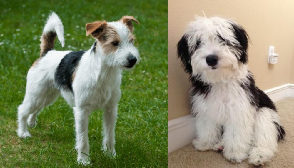 Mini Sheepadoodles vs Parson Russell Terrier - Breed Comparison