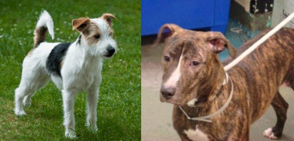 Mountain View Cur vs Parson Russell Terrier - Breed Comparison