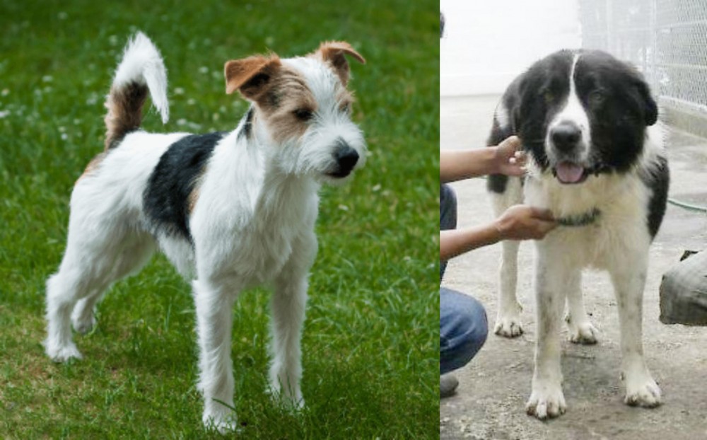 Mucuchies vs Parson Russell Terrier - Breed Comparison