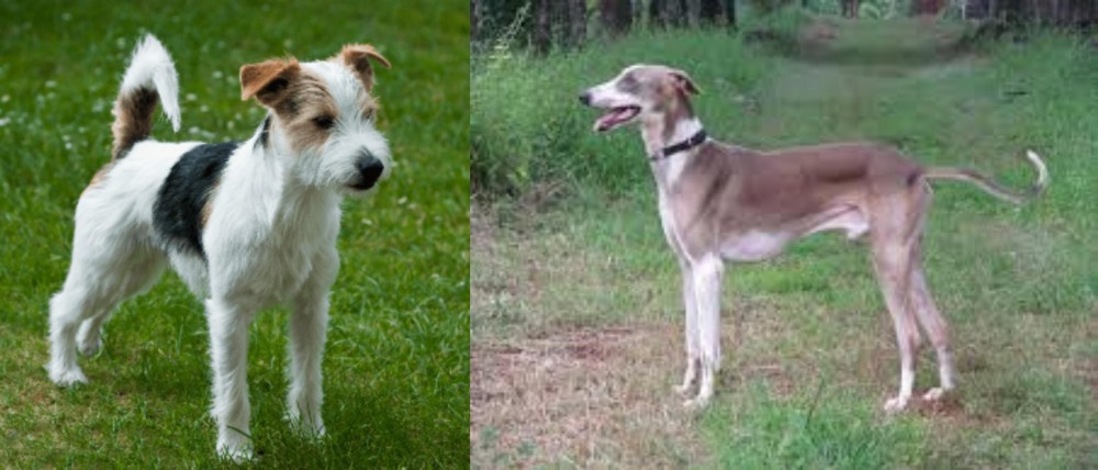 Mudhol Hound vs Parson Russell Terrier - Breed Comparison