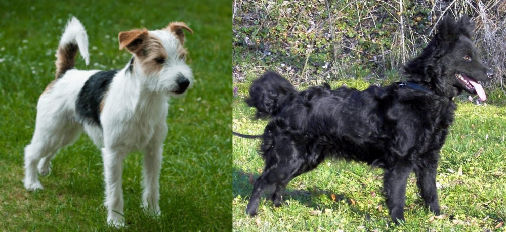 Mudi vs Parson Russell Terrier - Breed Comparison
