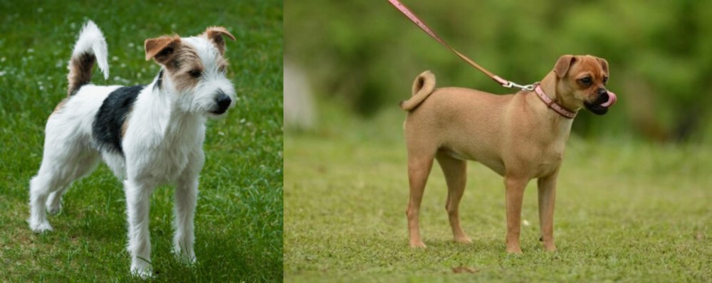 Muggin vs Parson Russell Terrier - Breed Comparison