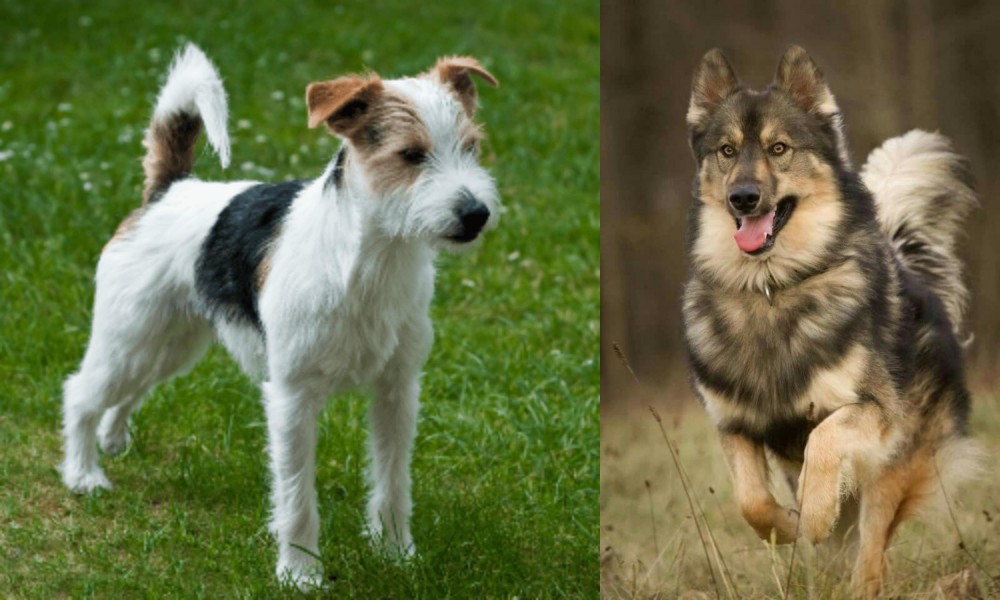 Native American Indian Dog vs Parson Russell Terrier - Breed Comparison