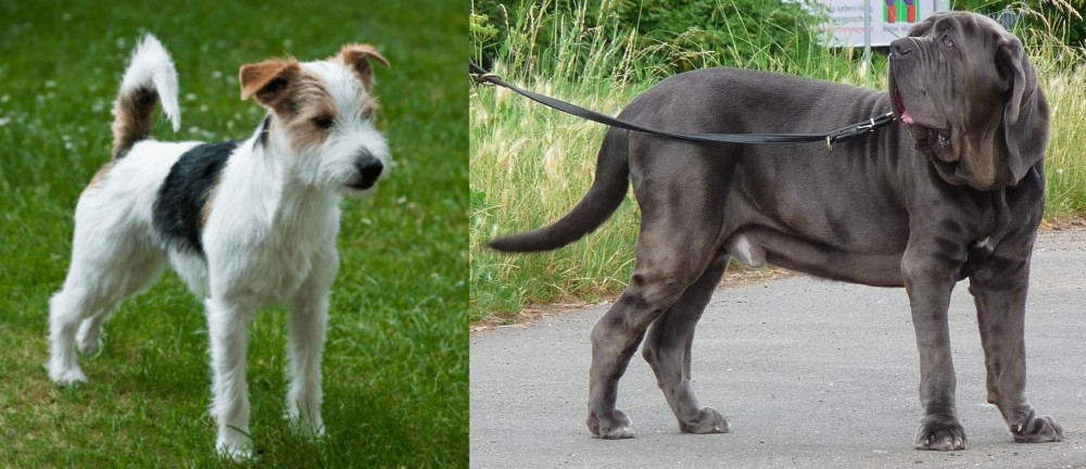 Neapolitan Mastiff vs Parson Russell Terrier - Breed Comparison