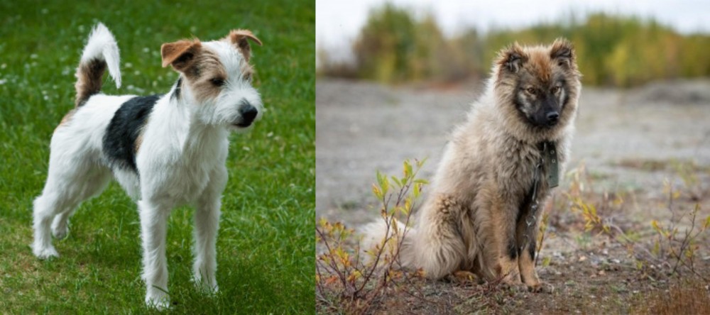 Nenets Herding Laika vs Parson Russell Terrier - Breed Comparison