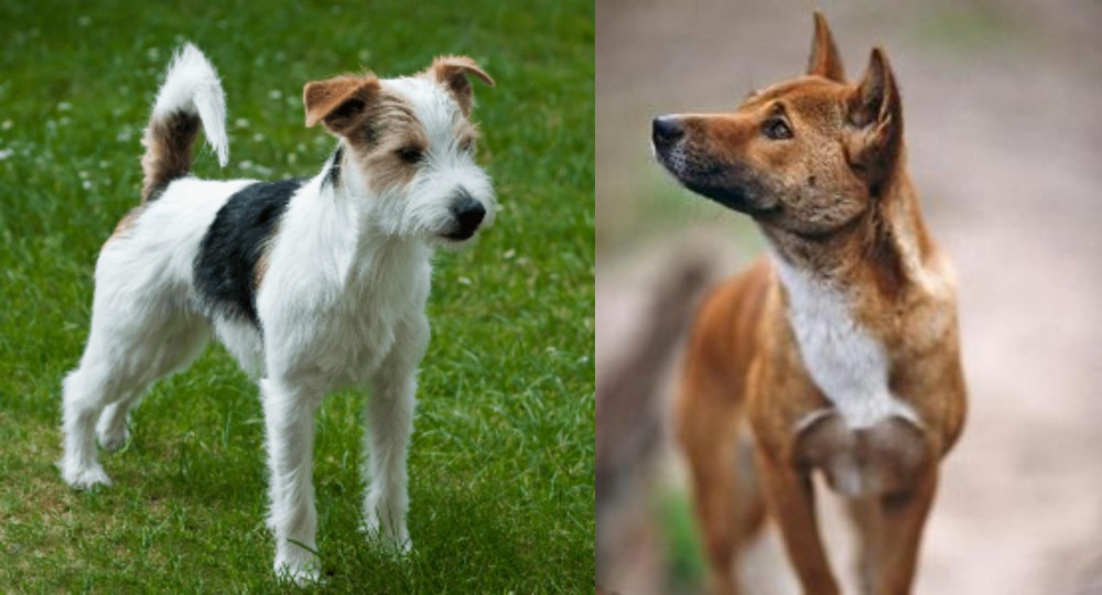 New Guinea Singing Dog vs Parson Russell Terrier - Breed Comparison
