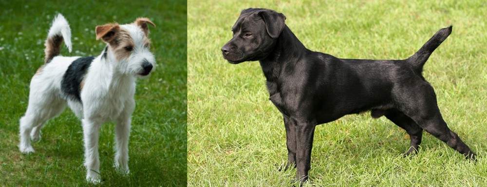 Patterdale Terrier vs Parson Russell Terrier - Breed Comparison