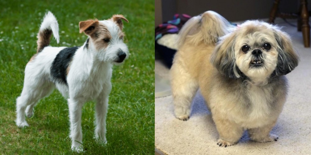 PekePoo vs Parson Russell Terrier - Breed Comparison