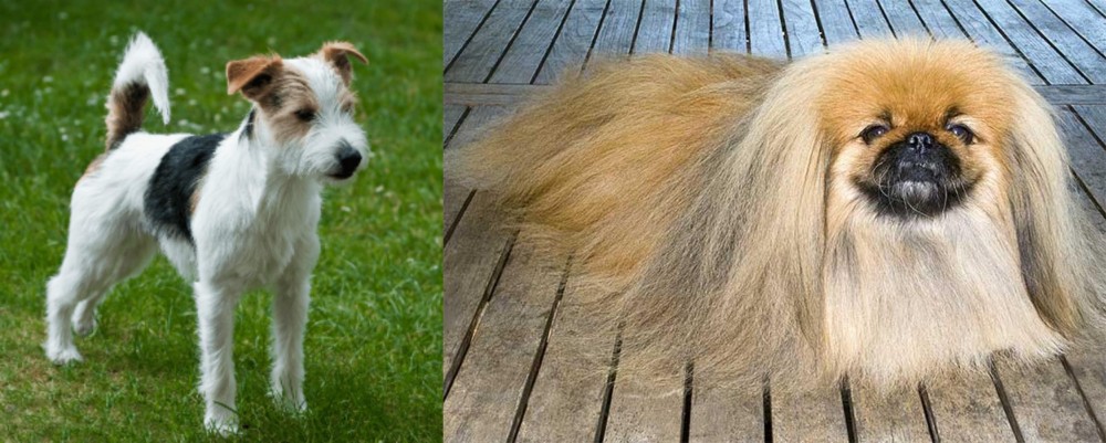 Pekingese vs Parson Russell Terrier - Breed Comparison