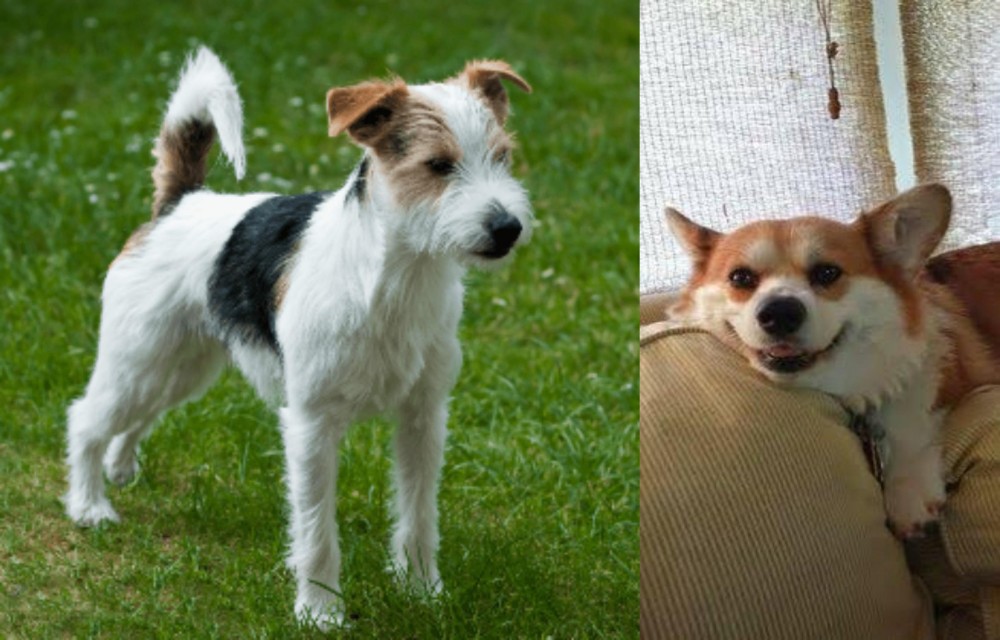 Pembroke Welsh Corgi vs Parson Russell Terrier - Breed Comparison