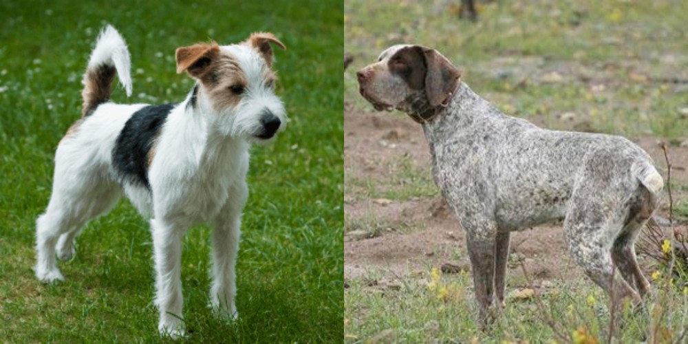 Perdiguero de Burgos vs Parson Russell Terrier - Breed Comparison