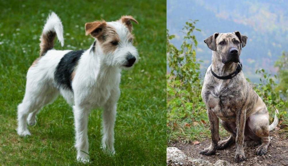Perro Cimarron vs Parson Russell Terrier - Breed Comparison