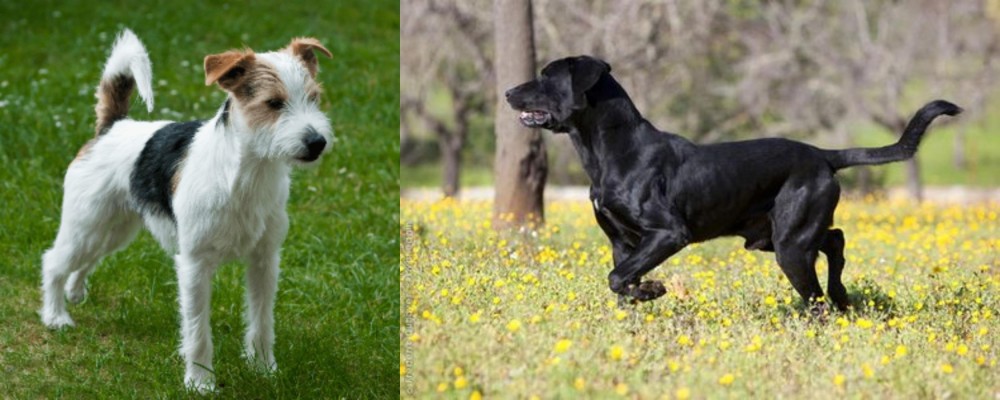 Perro de Pastor Mallorquin vs Parson Russell Terrier - Breed Comparison