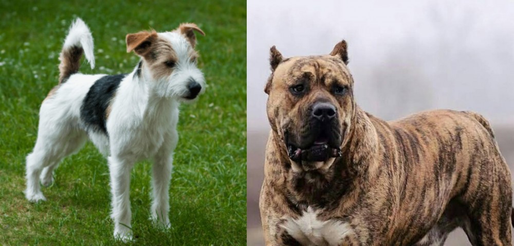 Perro de Presa Canario vs Parson Russell Terrier - Breed Comparison