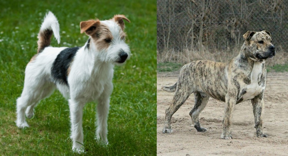 Perro de Presa Mallorquin vs Parson Russell Terrier - Breed Comparison