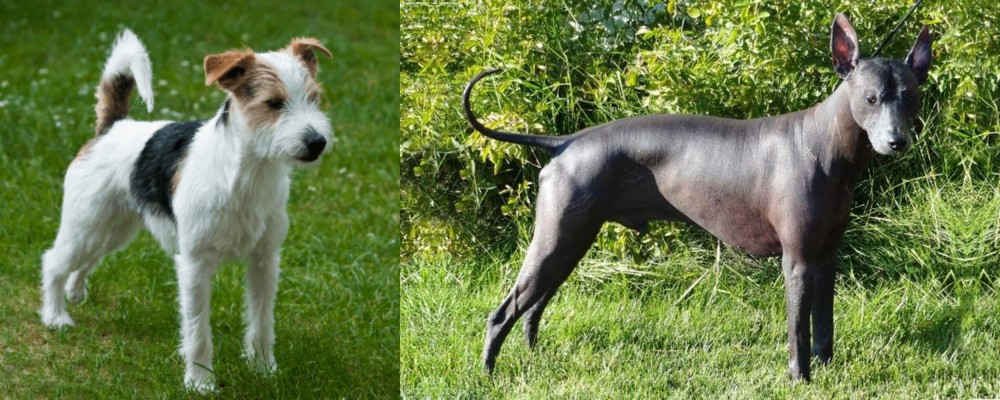 Peruvian Hairless vs Parson Russell Terrier - Breed Comparison