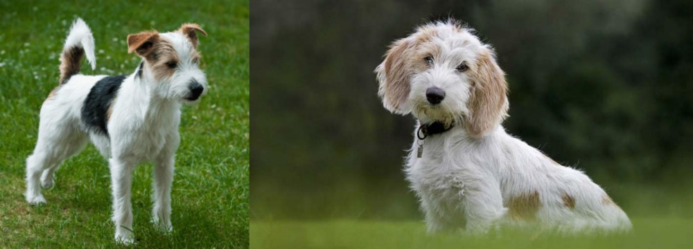 Petit Basset Griffon Vendeen vs Parson Russell Terrier - Breed Comparison