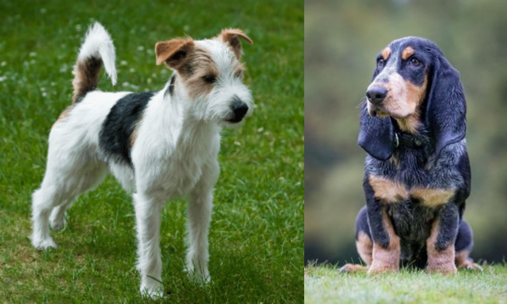 Petit Bleu de Gascogne vs Parson Russell Terrier - Breed Comparison