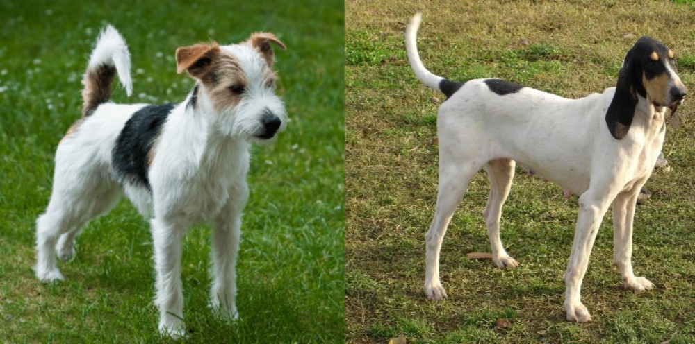 Petit Gascon Saintongeois vs Parson Russell Terrier - Breed Comparison
