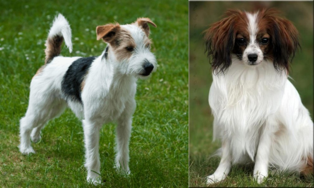 Phalene vs Parson Russell Terrier - Breed Comparison