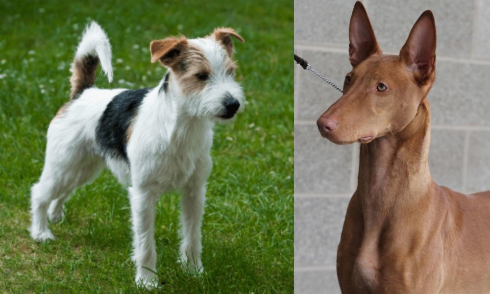 Pharaoh Hound vs Parson Russell Terrier - Breed Comparison