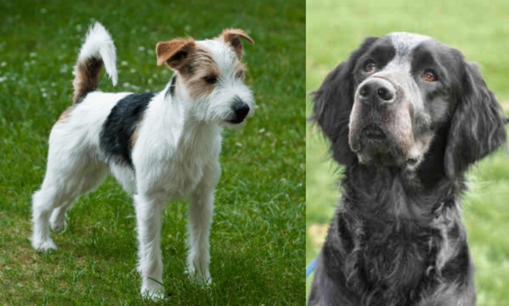 Picardy Spaniel vs Parson Russell Terrier - Breed Comparison