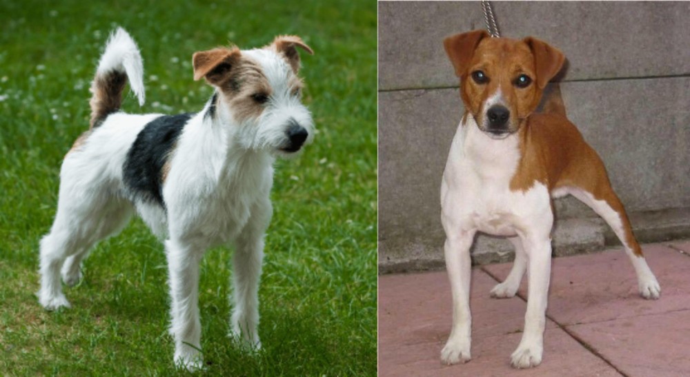 Plummer Terrier vs Parson Russell Terrier - Breed Comparison