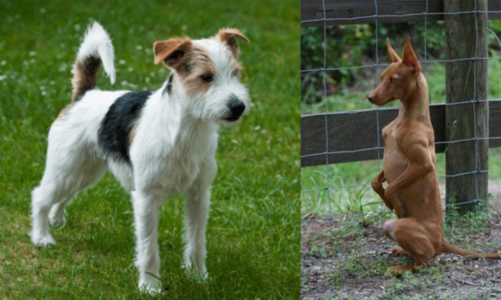 Podenco Andaluz vs Parson Russell Terrier - Breed Comparison