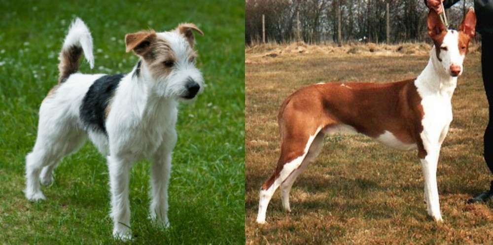Podenco Canario vs Parson Russell Terrier - Breed Comparison