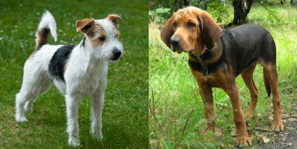 Polish Hound vs Parson Russell Terrier - Breed Comparison