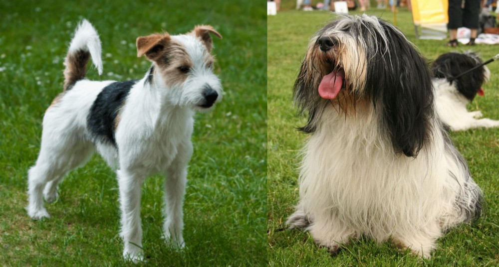 Polish Lowland Sheepdog vs Parson Russell Terrier - Breed Comparison