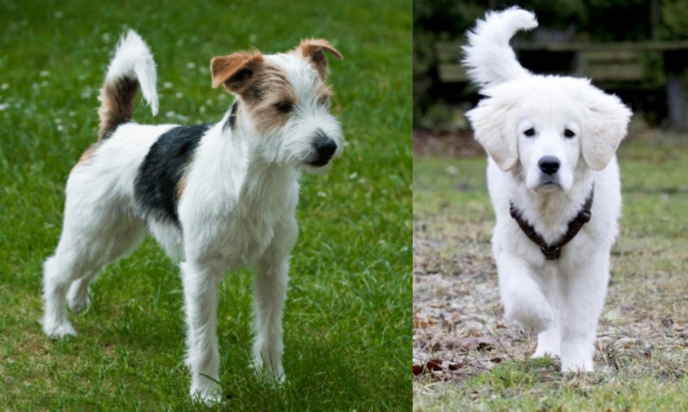 Polish Tatra Sheepdog vs Parson Russell Terrier - Breed Comparison