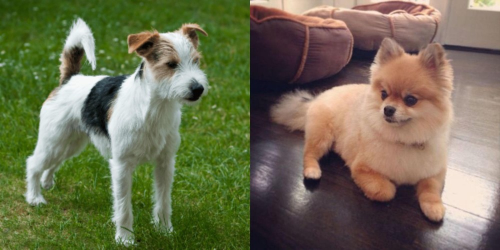 Pomeranian vs Parson Russell Terrier - Breed Comparison
