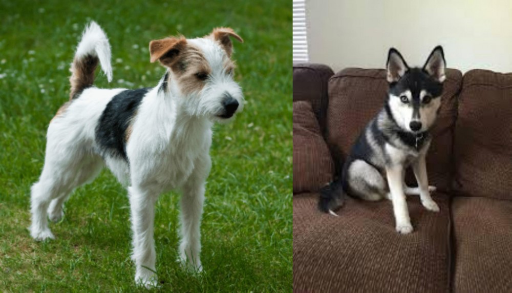 Pomsky vs Parson Russell Terrier - Breed Comparison