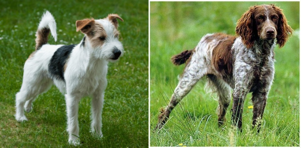 Pont-Audemer Spaniel vs Parson Russell Terrier - Breed Comparison