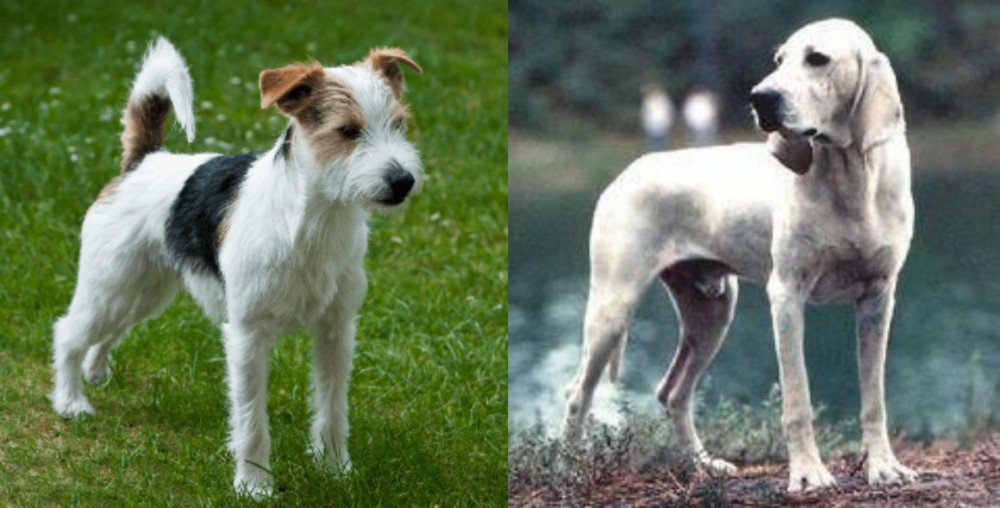 Porcelaine vs Parson Russell Terrier - Breed Comparison
