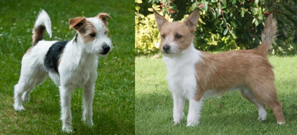 Portuguese Podengo vs Parson Russell Terrier - Breed Comparison