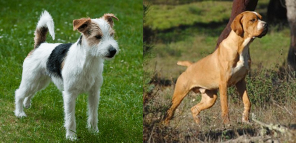 Portuguese Pointer vs Parson Russell Terrier - Breed Comparison