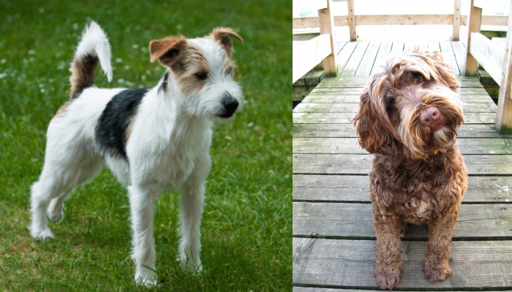Portuguese Water Dog vs Parson Russell Terrier - Breed Comparison