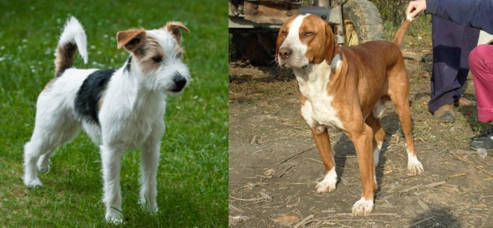 Posavac Hound vs Parson Russell Terrier - Breed Comparison