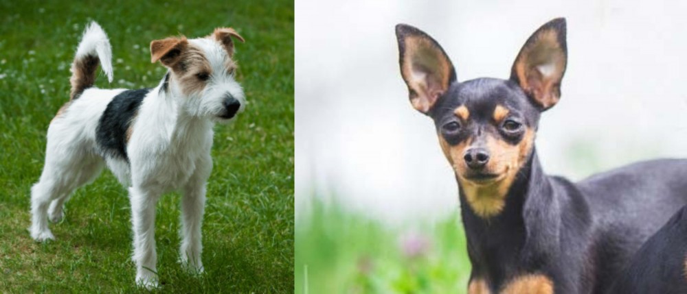 Prazsky Krysarik vs Parson Russell Terrier - Breed Comparison