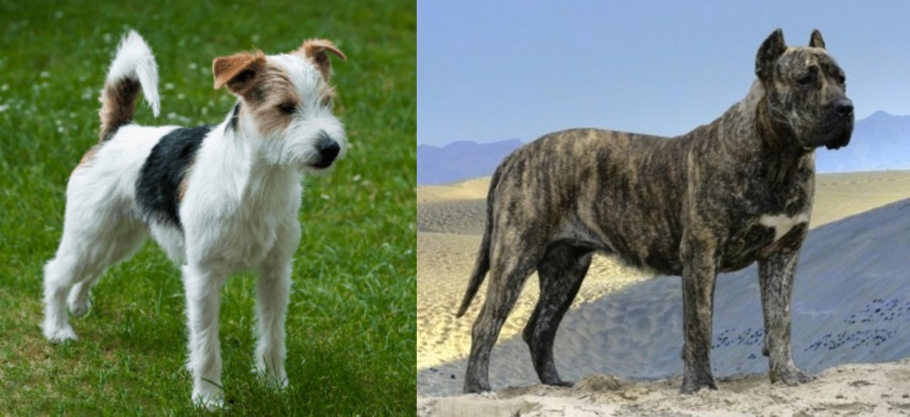 Presa Canario vs Parson Russell Terrier - Breed Comparison