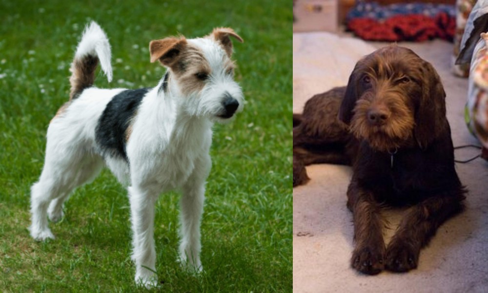 Pudelpointer vs Parson Russell Terrier - Breed Comparison