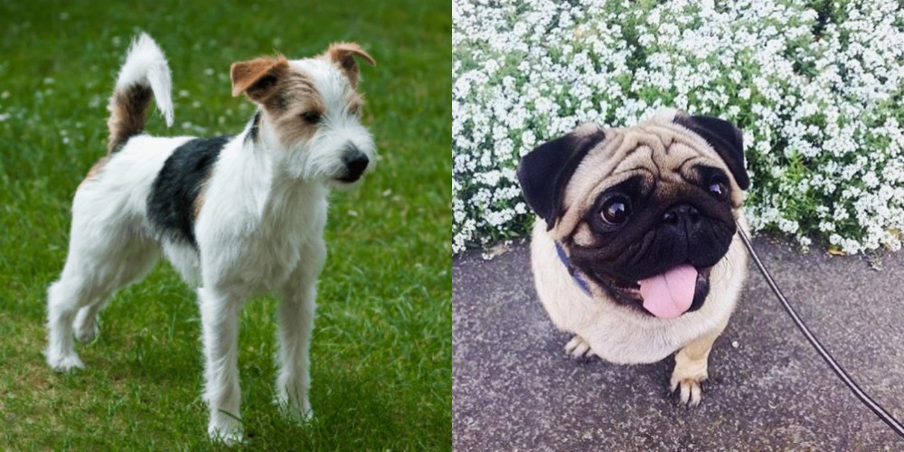 Pug vs Parson Russell Terrier - Breed Comparison