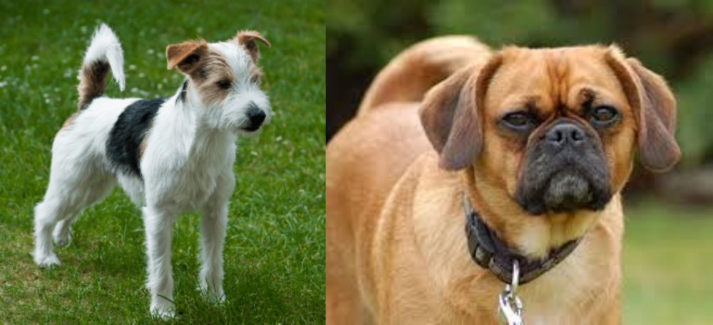 Pugalier vs Parson Russell Terrier - Breed Comparison