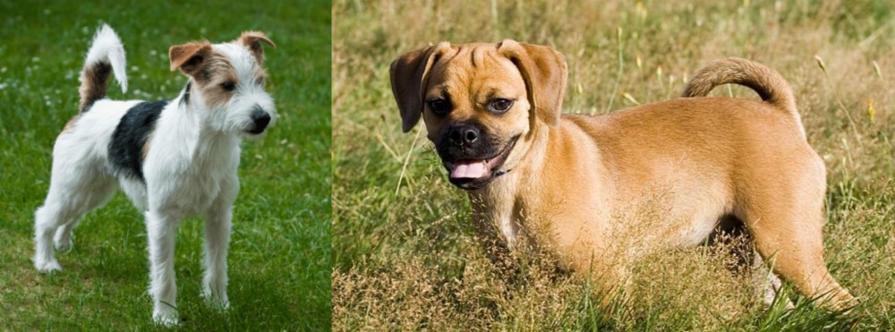 Puggle vs Parson Russell Terrier - Breed Comparison