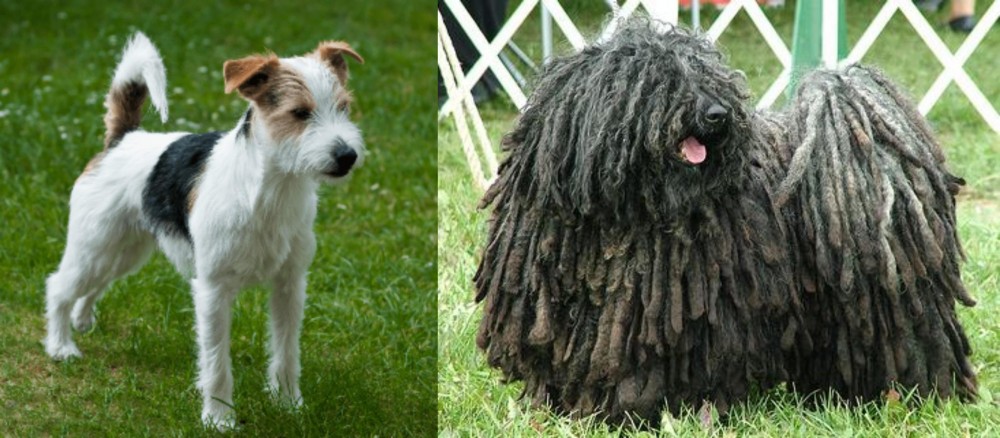 Puli vs Parson Russell Terrier - Breed Comparison