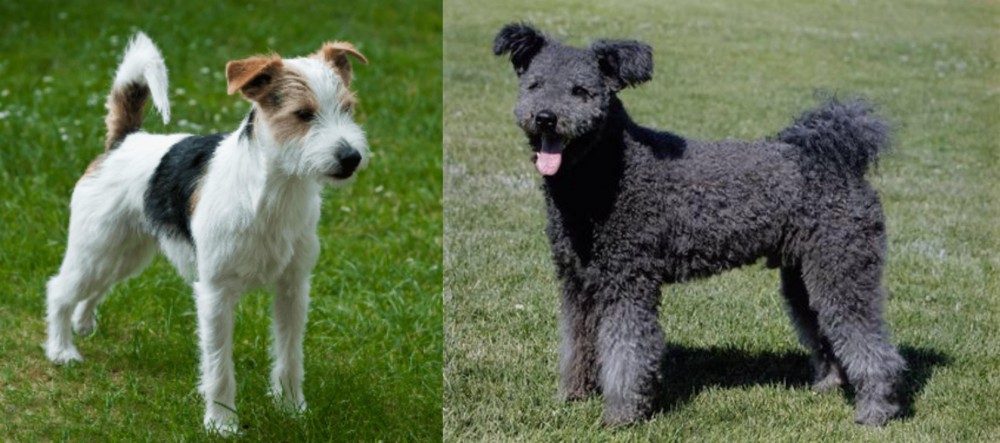 Pumi vs Parson Russell Terrier - Breed Comparison